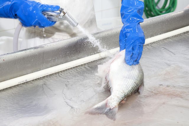 Pescado